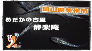 めだかの古里静楽庵のアイキャッチ