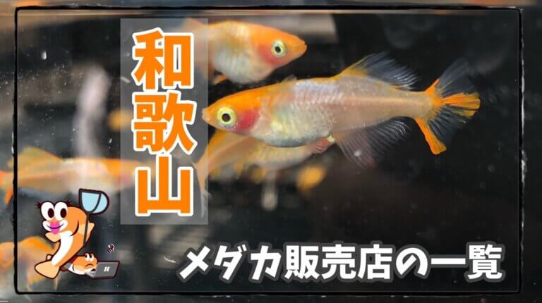 和歌山県でメダカが購入できる メダカ屋さん 6店舗を紹介 メダカ販売店のまとめサイト ひろなび