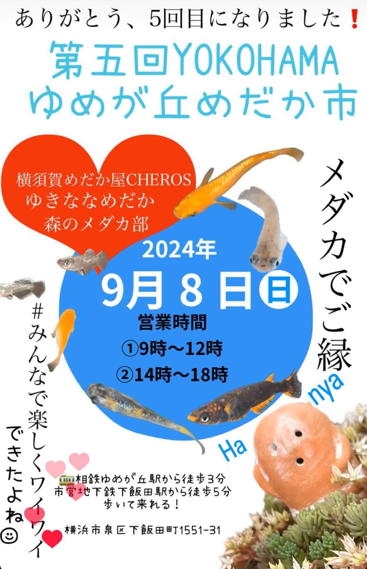 メダカ販売イベントのチラシ(2024年9月開催)