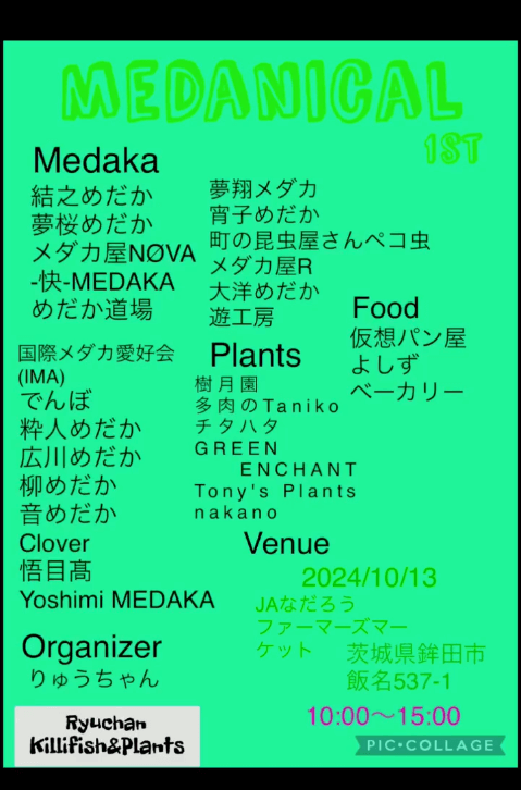 メダカ販売イベントのチラシ(2024年10月開催)