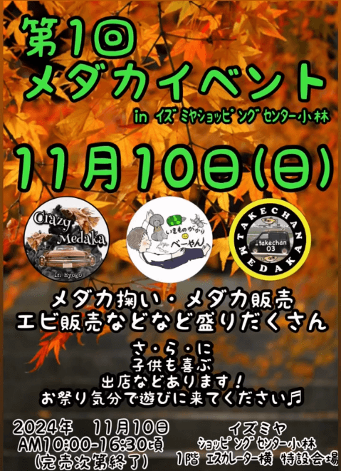 メダカ販売イベントのチラシ(2024年11月開催)