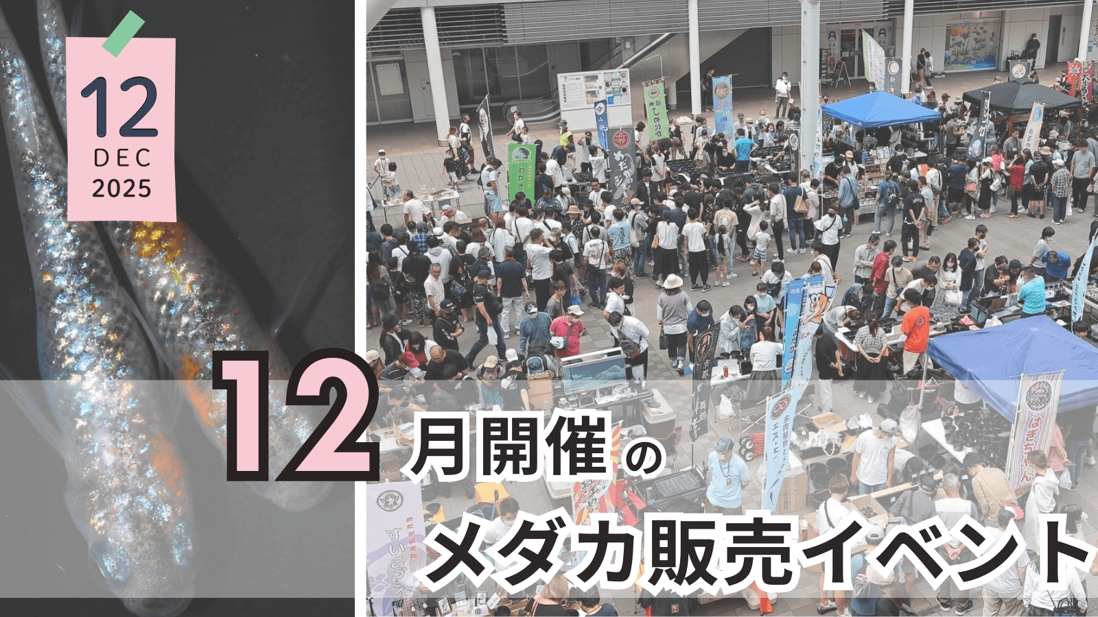 2025年12月に開催のメダカ販売イベントのアイキャッチ