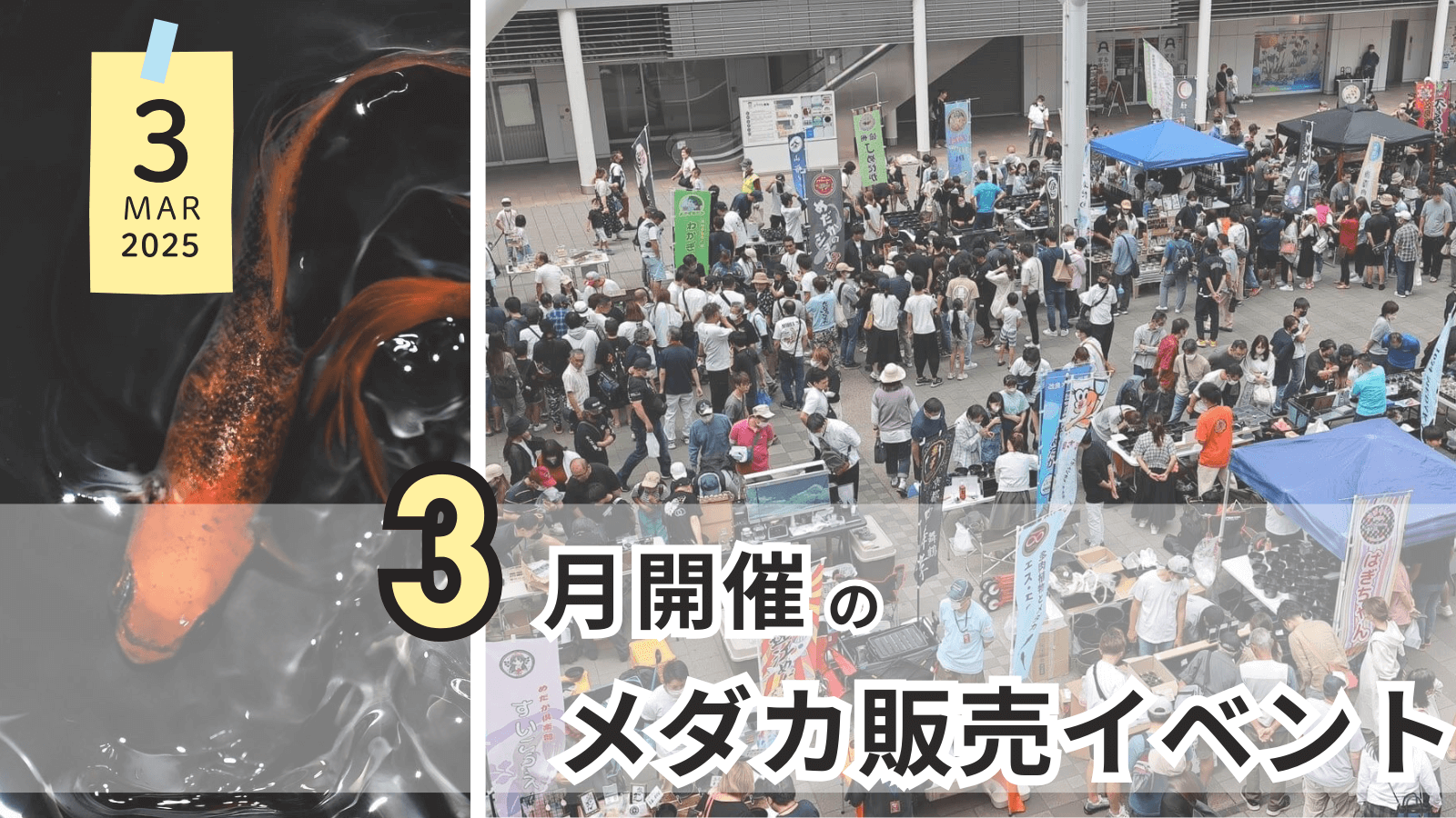 2025年3月に開催のメダカ販売イベントのアイキャッチ