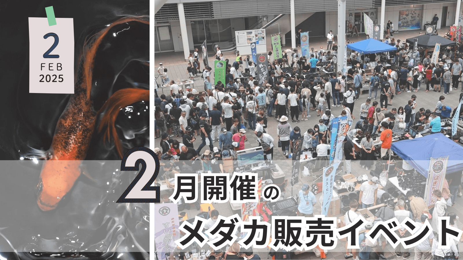 2025年2月に開催のメダカ販売イベントのアイキャッチ