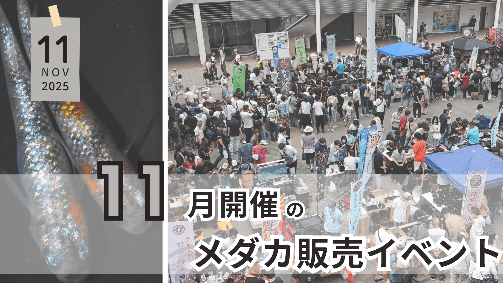 2025年11月に開催のメダカ販売イベントのアイキャッチ