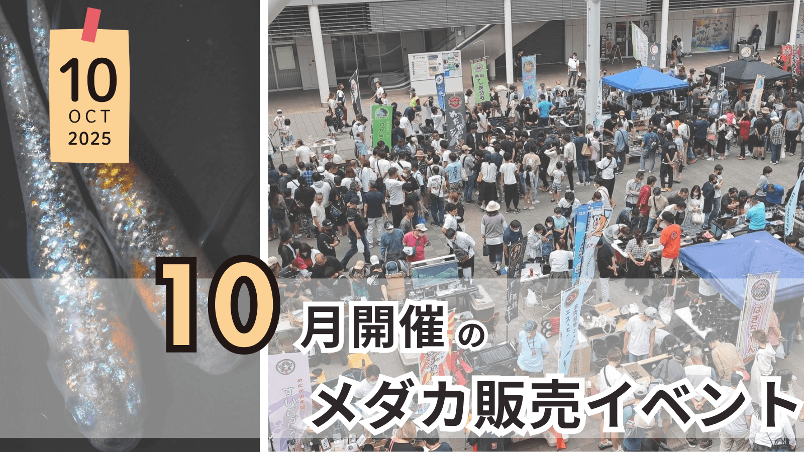 2025年10月に開催のメダカ販売イベントのアイキャッチ