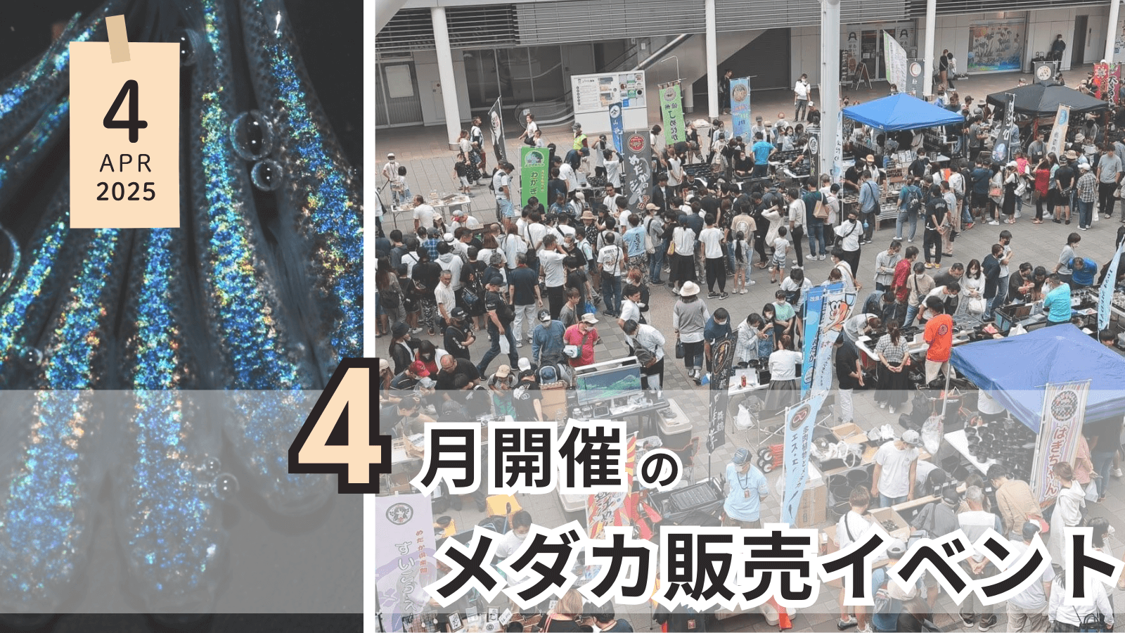 2025年4月に開催のメダカ販売イベントのアイキャッチ