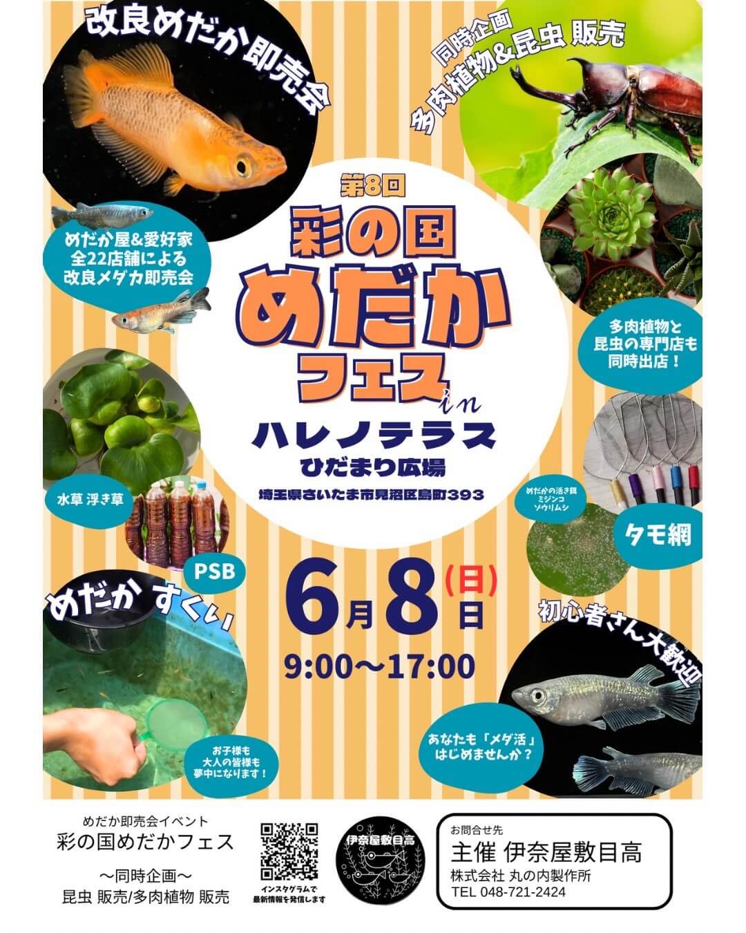 メダカ販売イベントのフライヤー広告(2025年6月開催)