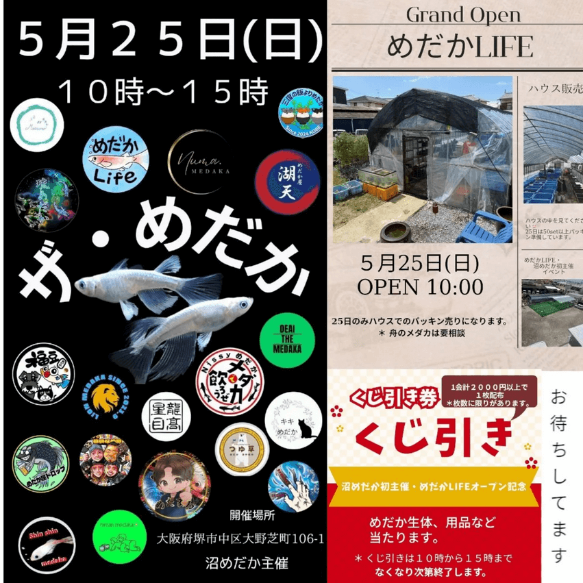 メダカ販売イベントのフライヤー広告(2025年5月開催)