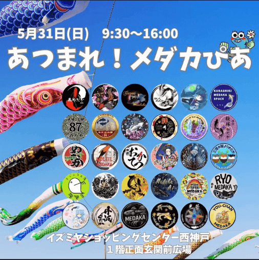 あつまれ！メダカぴあのフライヤー広告(2026年5月開催)
