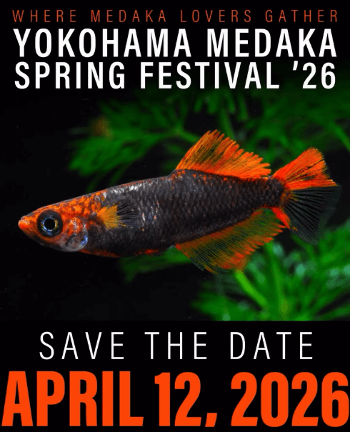 メダカ販売イベントのフライヤー広告(2026年4月