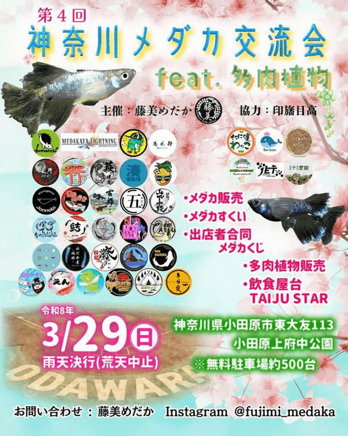 メダカ販売イベントのフライヤー広告(2026年3月)