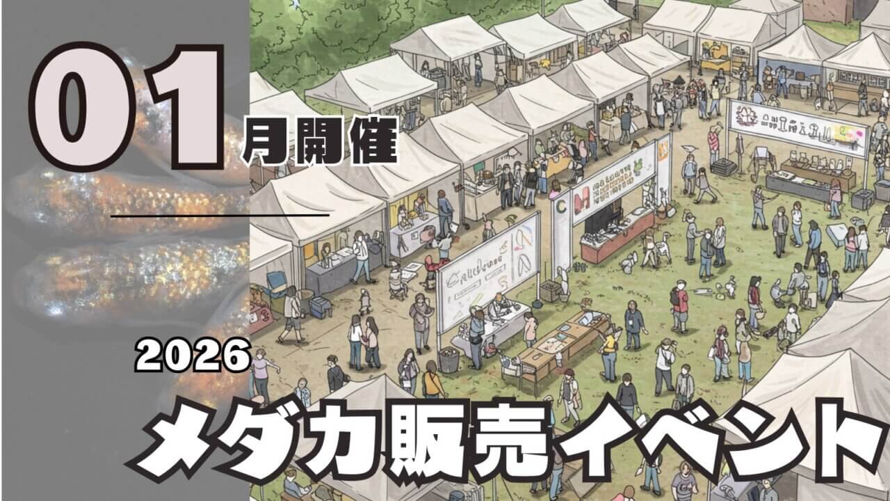 2026年1月開催のメダカ販売イベントのアイキャッチ