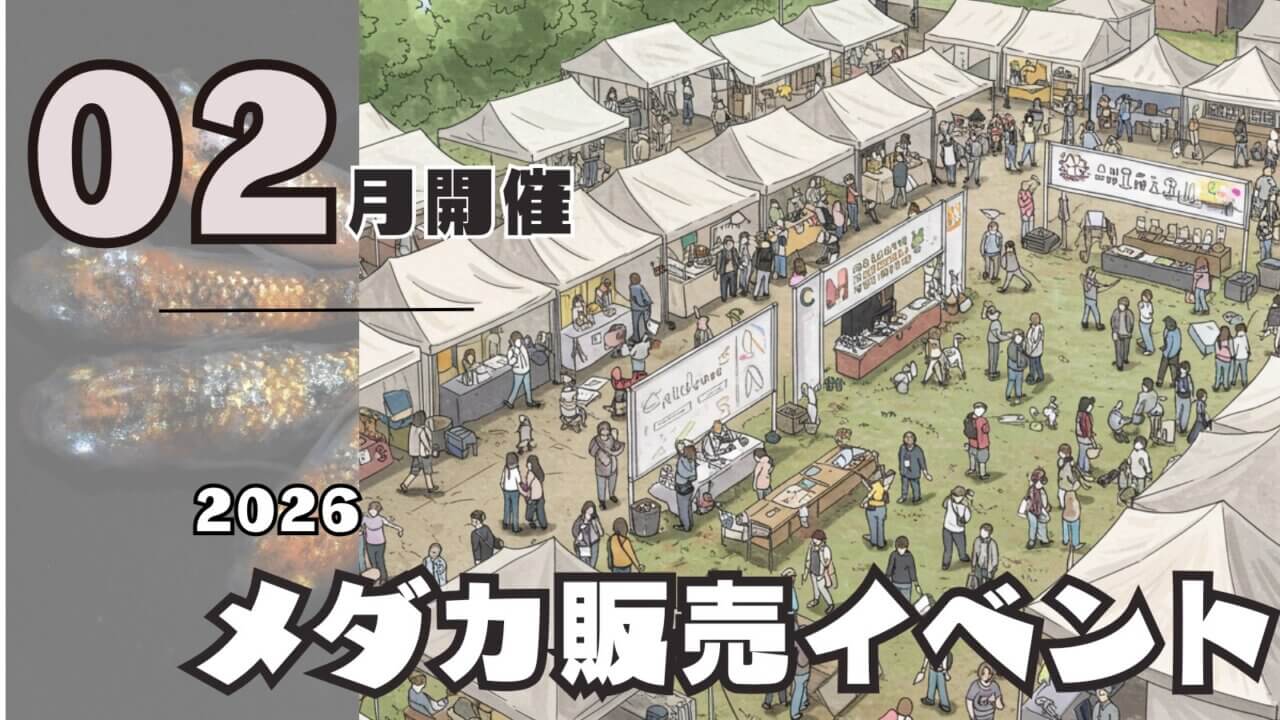 2026年2月開催のメダカ販売イベントのアイキャッチ