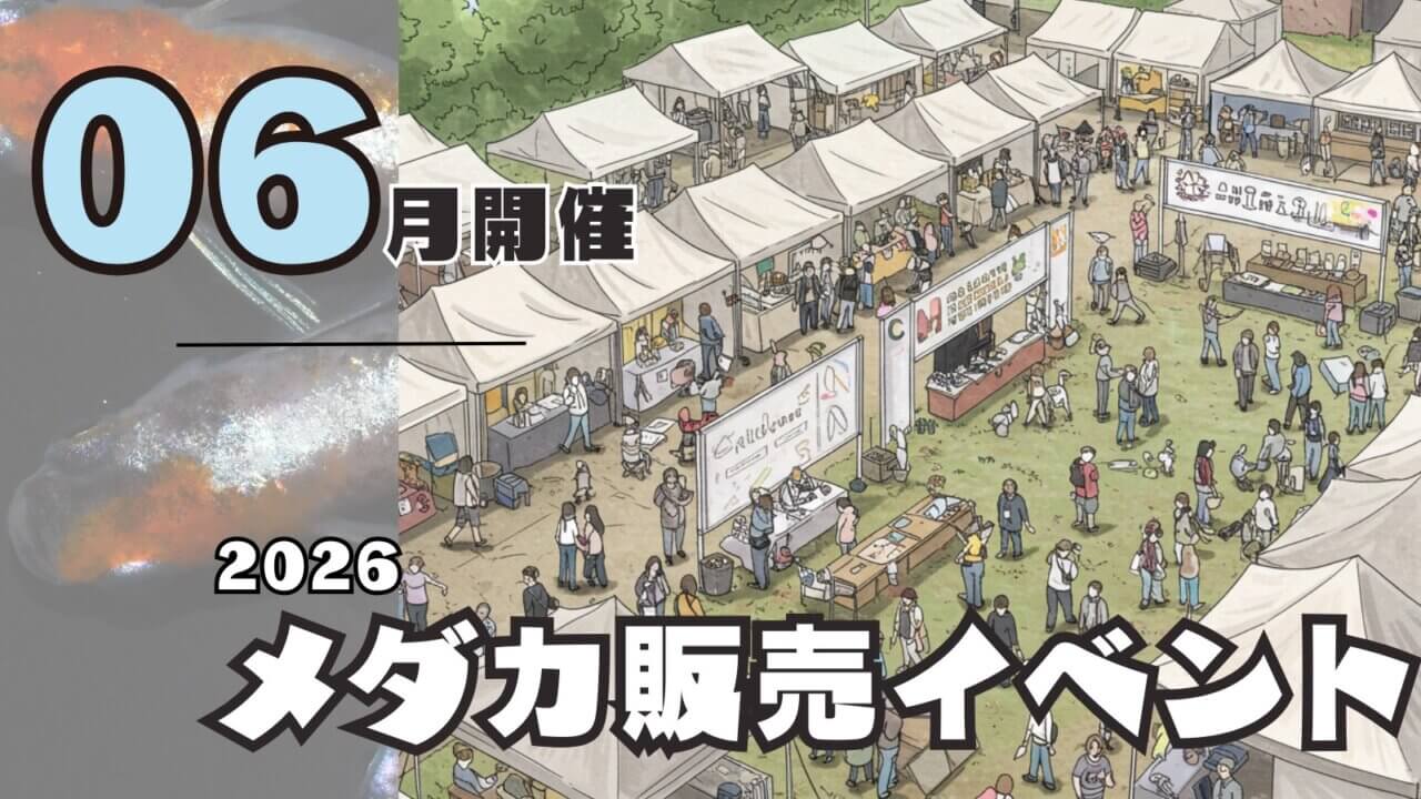 2026年6月開催のメダカ販売イベントのアイキャッチ