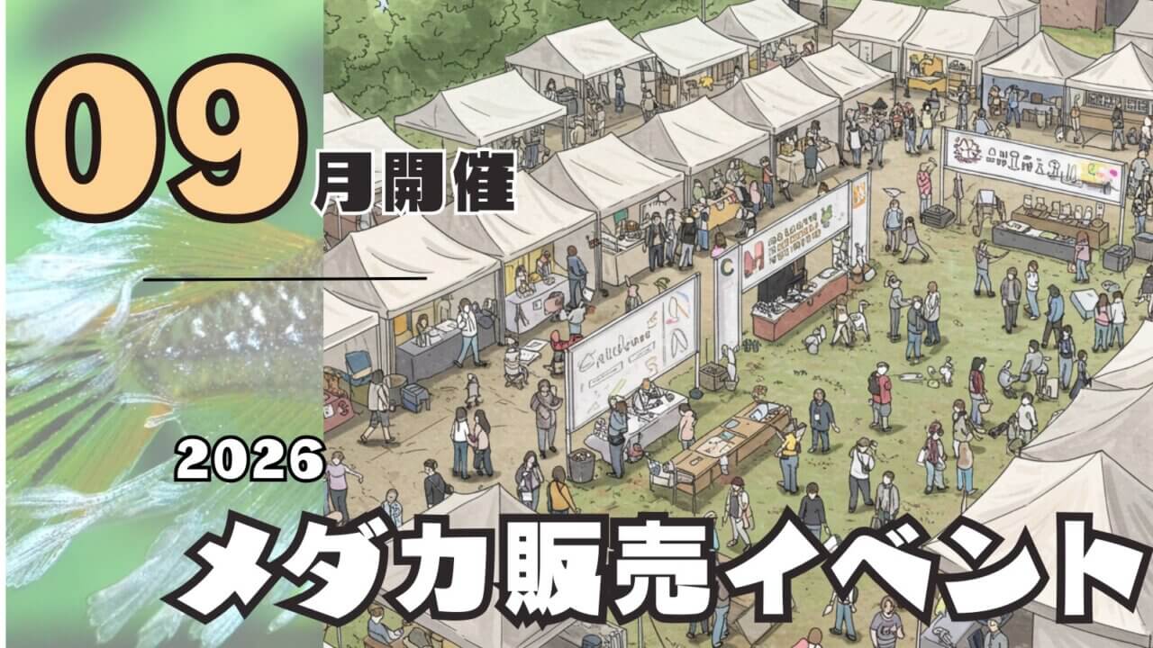 2026年9月開催のメダカ販売イベントのアイキャッチ