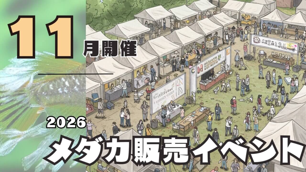 2026年11月開催のメダカ販売イベントのアイキャッチ