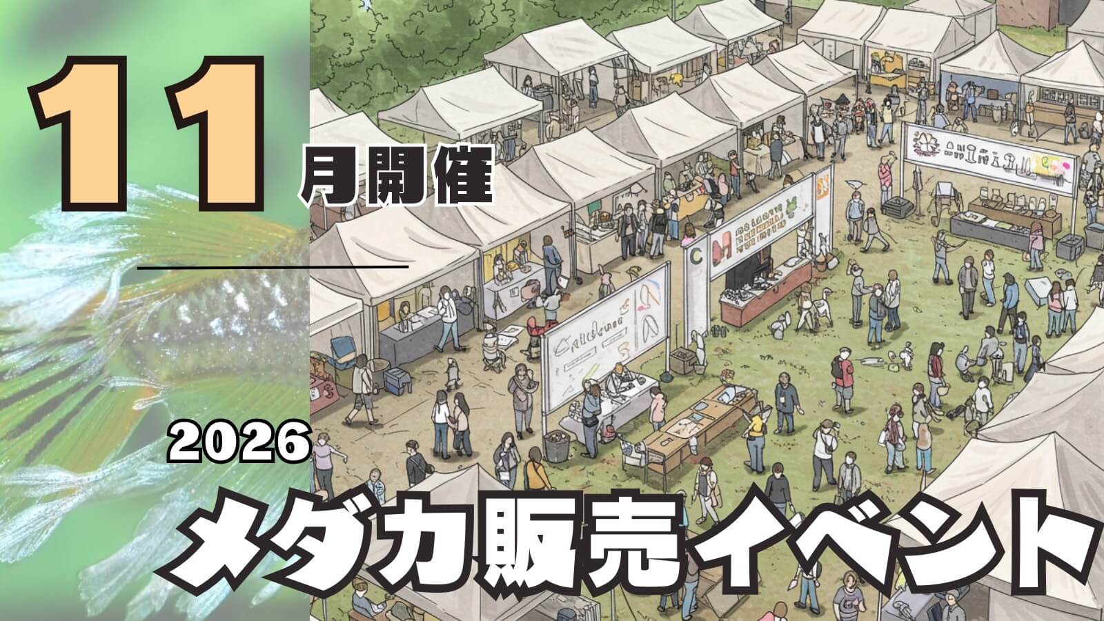 2026年11月開催のメダカ販売イベントのアイキャッチ